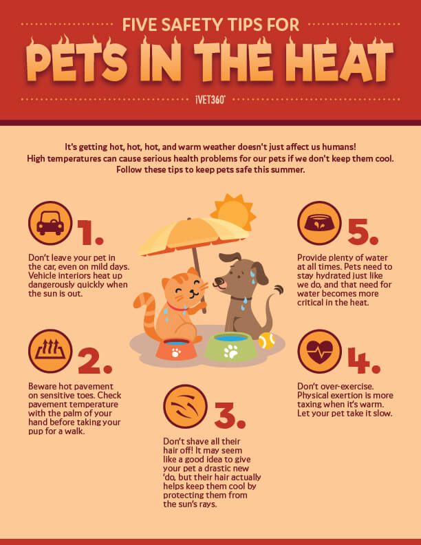 PeninsulaSPCA's tweet photo. Due to the high heat index, here are a few tips to keep your pet safe! ☀️🐶

Please note: the Peninsula SPCA Barnyard will be closed tomorrow, Friday, 7/28, and will have limited hours on Saturday, 7/29, from 11am to 1pm. Thank you for understanding! https://t.co/gwlRj383cV