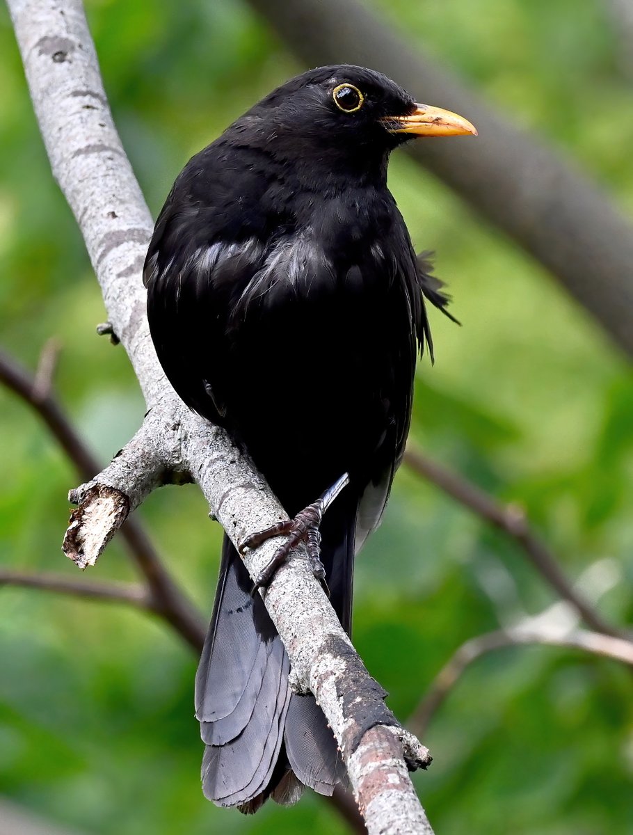 Male Blackbird in my Somerset village. 😍🐦
