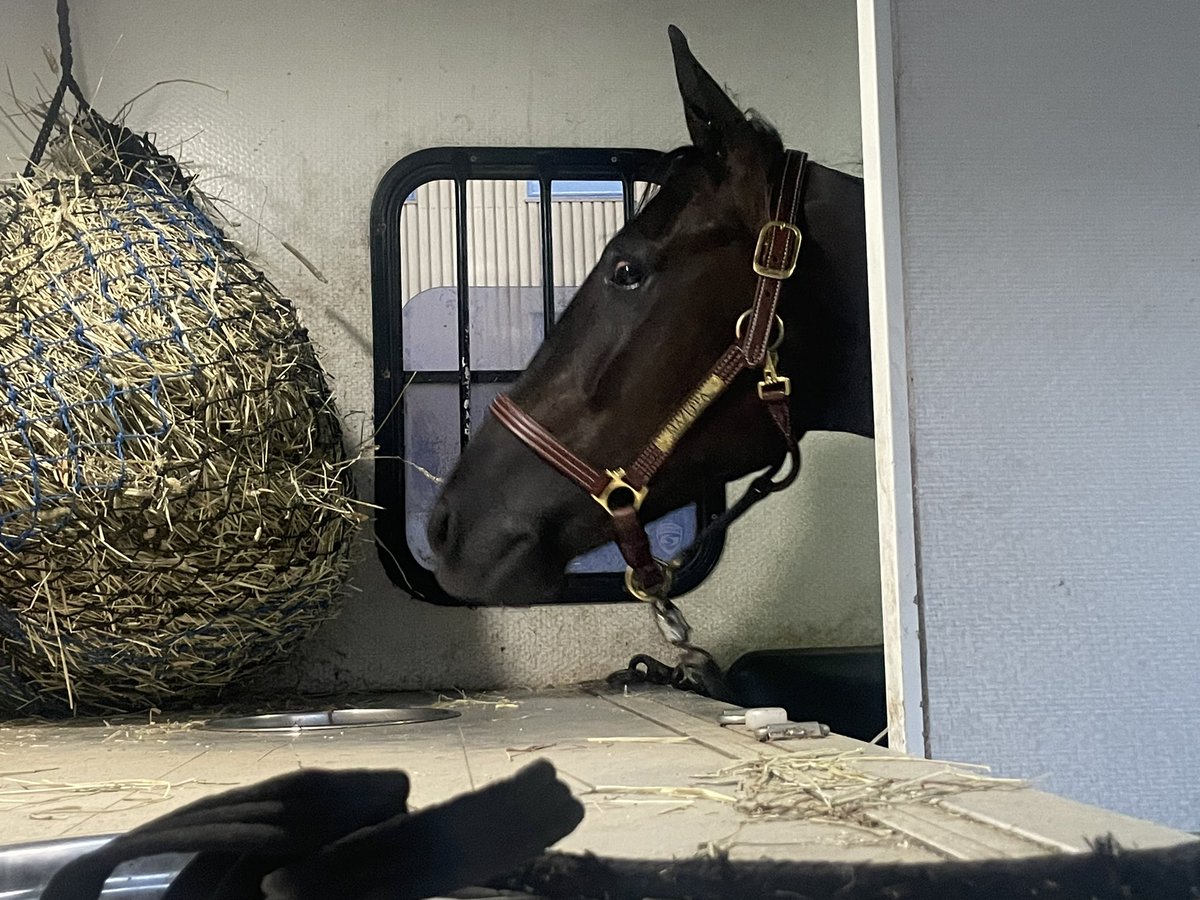 Mazeppa klar for hjemreise etter annenplass på Klosterskogen. <a href="/skolemorten/">morten langli</a> stallgutt og transportør. Stall Off Tube fornøyd. <a href="/TV2_Jon/">Jon H. Børrestad 📺</a> <a href="/RBVegard/">Vegard Flemmen Vaagbø</a> <a href="/WeenEspen/">Espen Ween</a> <a href="/SimenAxel/">Simen Stamsø-Møller</a> <a href="/endreosnes/">Endre Olav Osnes</a> <a href="/EirikNH/">Eirik Nesset Hjelvik</a> 👍🏻🐴🇳🇴
