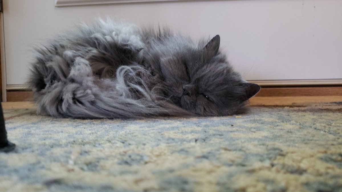 KGullic's tweet photo. Sleeping fluff

#PrincessSophieMarie #MarveCatSophie #BluePersian #Persian #CatsRule #NapsRule https://t.co/jCtpHSEq33