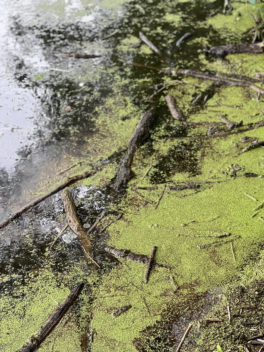 pittbiooutreach's tweet photo. Summer teacher workshop 2023: Duckweed Dynamics with @Exp_EvoEco.  It was so nice to be back at @PittPymLab working with awesome high school teachers! https://t.co/5DJA0pv1Dc