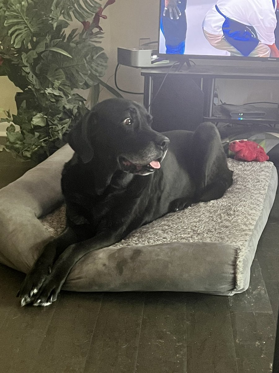 apitzl's tweet photo. Black Scooby finding a shaded spot to beat the heat 🥵🔥🐾 #Labradane #Zoiks https://t.co/nyQMU5whvd