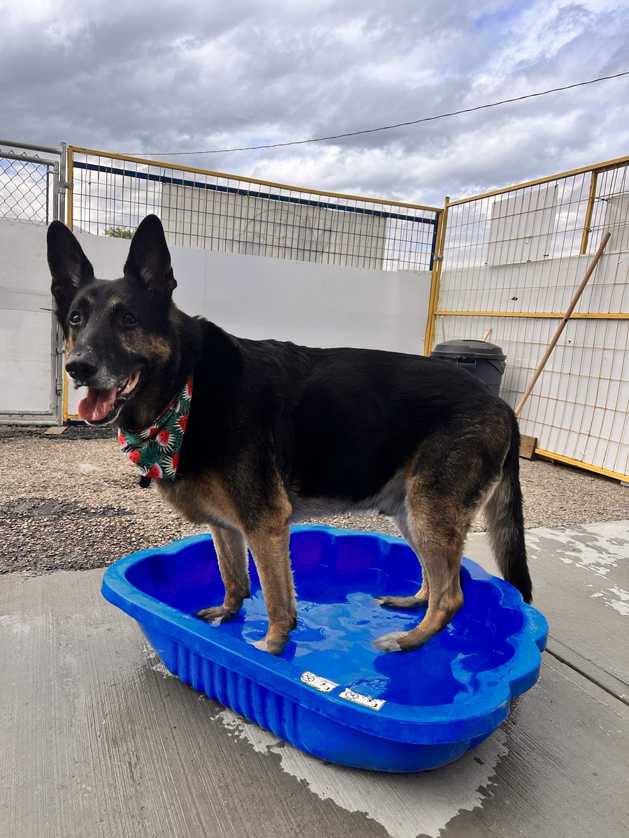 Hayley_Trigs's tweet photo. My body was NOT prepared to get back into daycare but the pups are cute https://t.co/9aBp17ighU
