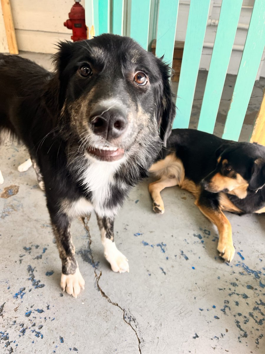 Hayley_Trigs's tweet photo. My body was NOT prepared to get back into daycare but the pups are cute https://t.co/9aBp17ighU