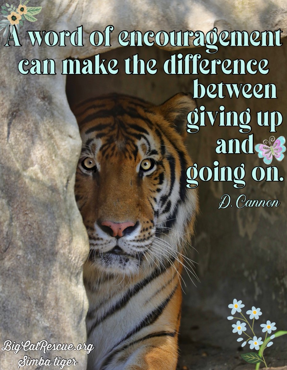 Big Cat Rescue tweet media