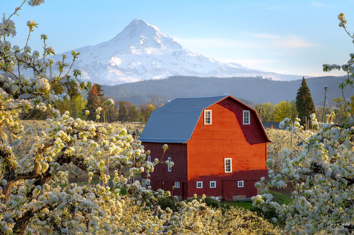 Mount Hood from a pear orchard in the Hood River Valley, Oregon. Ask permission when accessing private property #oregon #hoodriver #redbarn #barn #orchard #agriculture #MtHood #MountHood #flowers #blossoms
