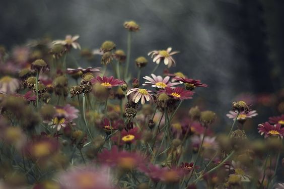 .

“A poem is a frozen moment
 melted by each reader for themselves
 to flow into the here and now.”

― Hilde Domin
.

Rachel Bellinsky Photography
.