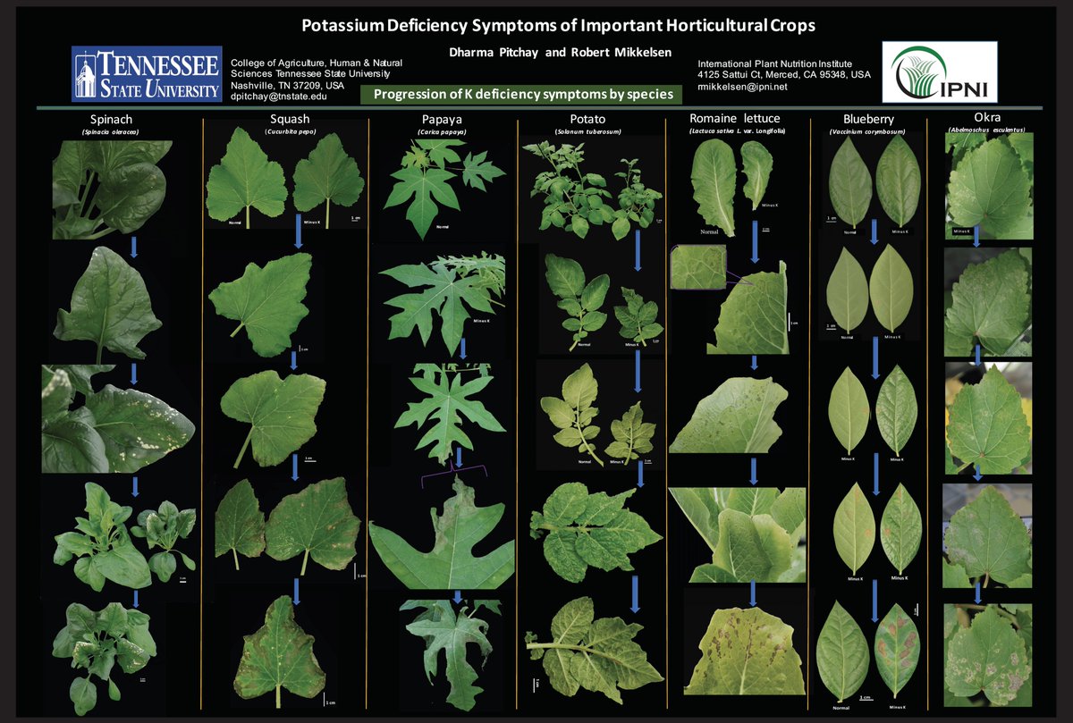 Potassium deficiency symptoms: No one better than @DharmaPitchay with nutrients on hort crops. This great poster here: lnkd.in/euFurDvg Now we're working on NO3 & NH4 preference of Rosacea and Solanaceae crops. #Yara “Knowledge Grows” pledge is more than a slogan.