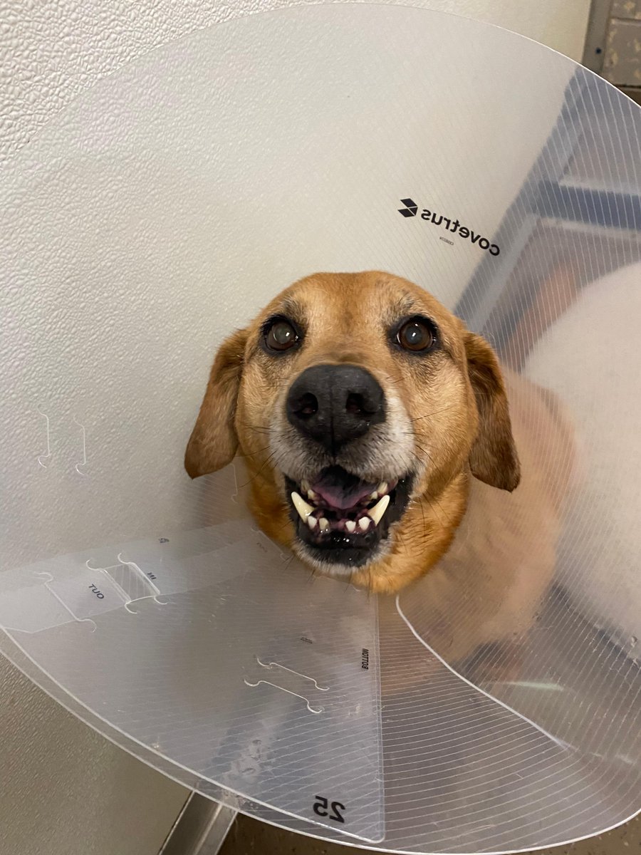 ACAS_PAWS's tweet photo. The sweetest girl, Coco, has had reparative surgery to fix her broken leg and now needs a foster to recover! Can you help? Leash walks and cage rest.. Easiest foster ever! Email: pawsrescue@andersoncountsc.org if you are able to help! https://t.co/qH3iiJsYFZ