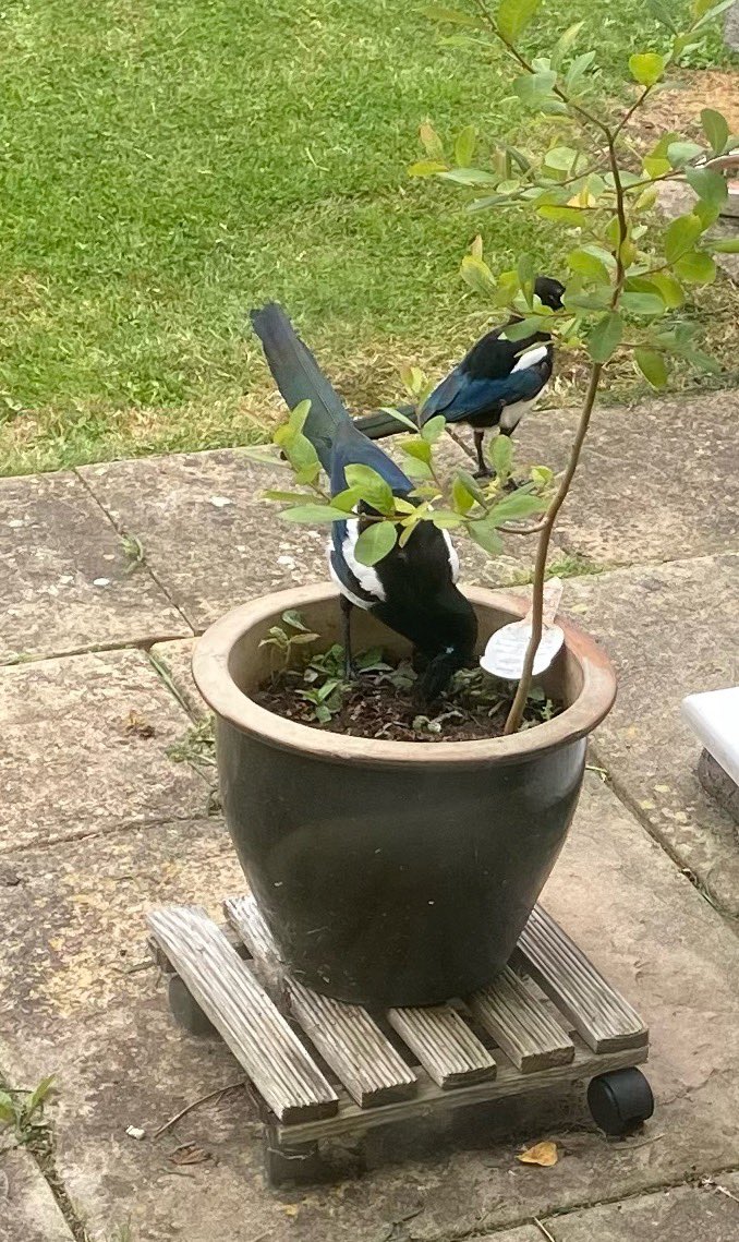 <a href="/CarlBovisNature/">Carl Bovis</a> I raise you two magpies , one on look out , the other ones up to no good