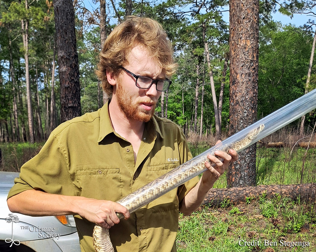 OrianneSociety's tweet photo. "Take the skills you learned during undergrad and begin to apply them in the real world.. You grow into a more well-rounded field biologist who is tried and tested day in and day out." - Kevin Hutcheson.
Check out #ScienceofScales this month: https://t.co/M0T9yPcA1C https://t.co/CPYnVBBOiS