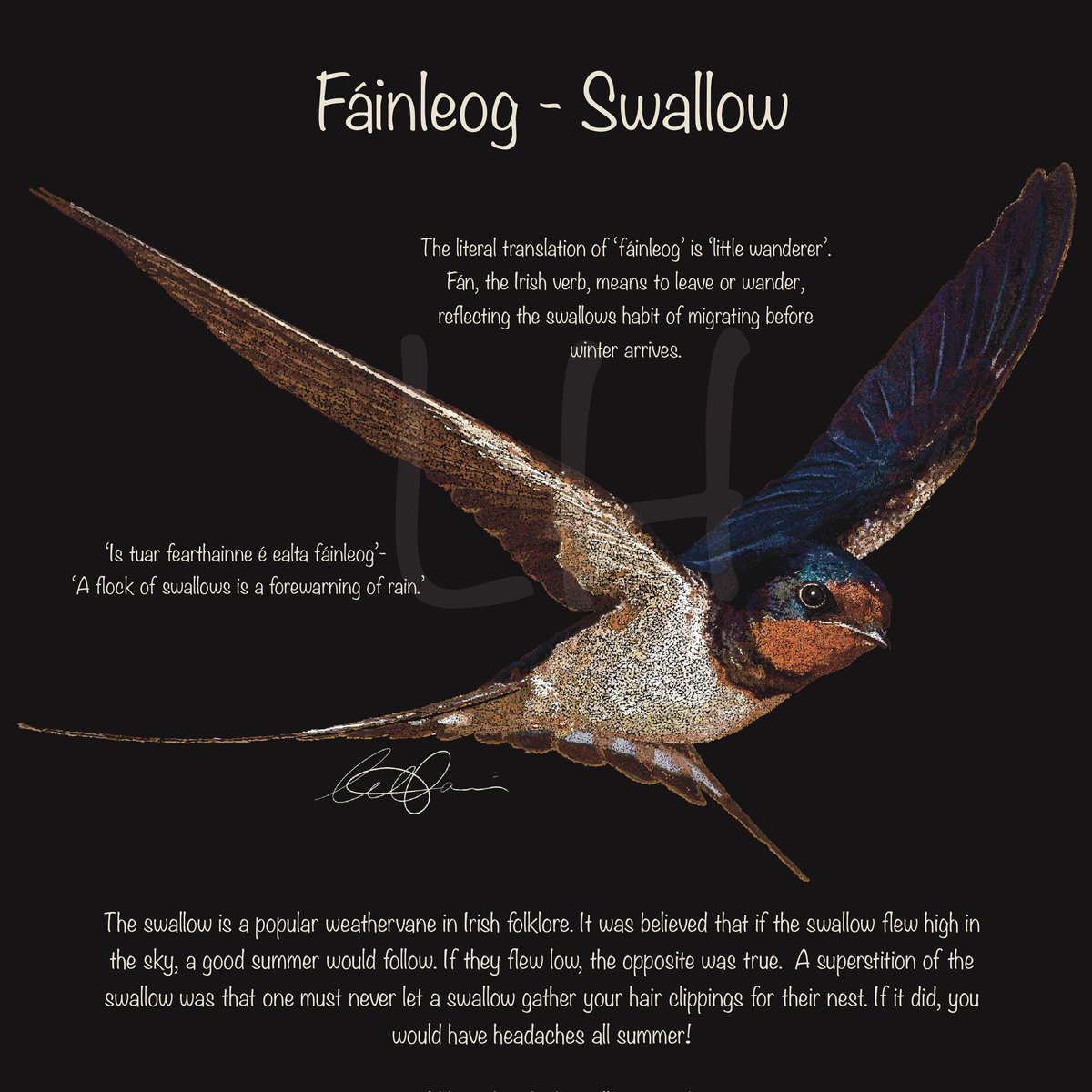 Fáinleog - Swallow

*this is a commission and not available for sale. Commisions are open, PM for enquiries.
I'll get around to another version sometime, for those interested. 

Thanks for looking.
Grá mór a chairde.

wildirelandart.etsy.com
#gaeilge #gaeilge4all #ireland #irish
