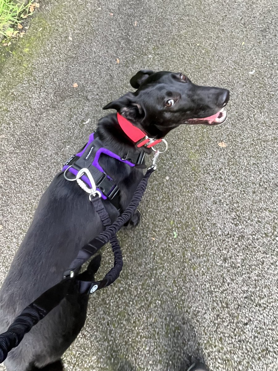 pcarlin70's tweet photo. @BelfastHourNI Hi !! Just back from a walk up the hill with Betty Boo #GoPlugable #BelfastHour https://t.co/xjJlVlyKXR