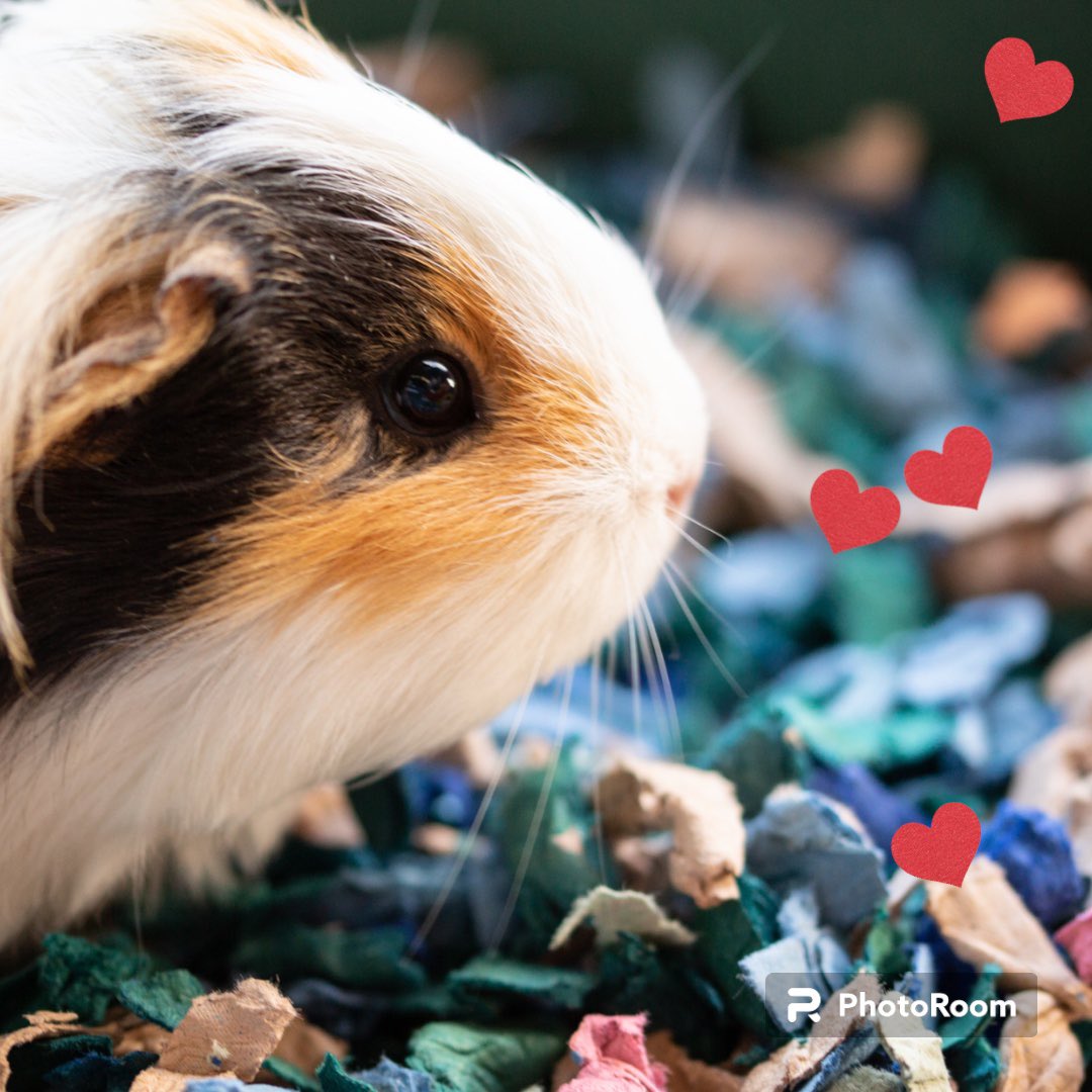 Sustainability and animal welfare go hand in hand. By choosing eco-conscious products like our recycled Ecoshred Bed you're not just helping the environment, but also the animals who call it home. 70 tonnes now ♻️ and used as bedding 🙏 to all our customers for supporting us 💚✅