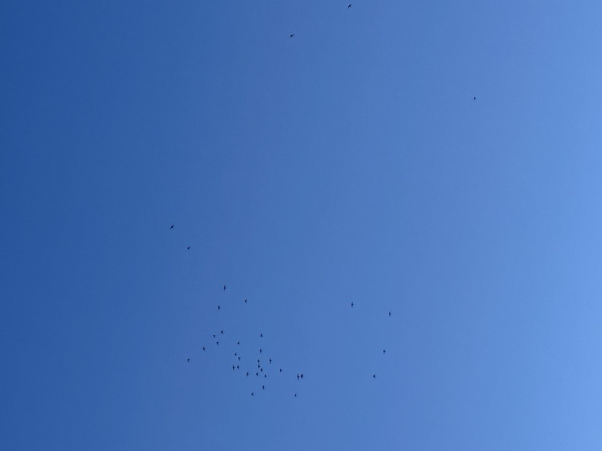 DavidStubbs59's tweet photo. Not just a rare patch of blue sky - 37 swifts up there! Numbers are building over West Raynham but it's impossible to count them as they swirl and scream about. Many others out of shot, so likely 50-60 birds altogether @swiftsweek @SaveourSwifts @WriterHannahBT @JonathanMPomroy https://t.co/G6vKYXyfnI