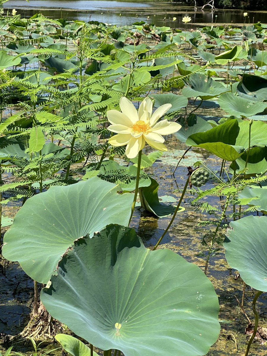 TexasLands's tweet photo. Its iconic seed pod is easily noticeable after the yellow flowers fade. While native and edible to some animals and humans, it can become a pest if not properly managed due to its rapid growth.

📷- Ashley Burke-Muraida, Stewardship Specialist https://t.co/odKwMYBNpC
