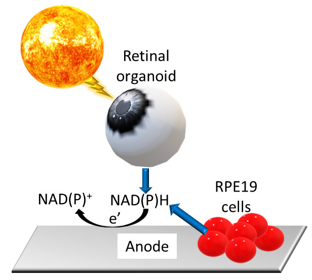 Andrea S. Carlini tweet media