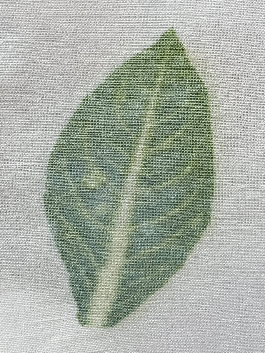 redrubyrose_'s tweet photo. Direct print of an indigo leaf. Picked earlier, briefly popped in the freezer and then hammered onto fabric. I’ll leave it in a bright windowsill to see how it develops or fades. https://t.co/vOflGYlUUx