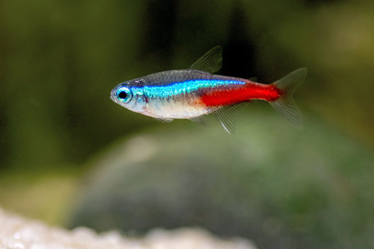 AW_SanDiego's tweet image. Looking for hardy fish for your aquarium? We&apos;ve got our top 7: bit.ly/3OePmDT

.
.
.
#aquaticwarehouse #fishtank #fish #aquariums #hardy #freshwaterfish #freshwatertank #saltwatertank  #marinefish #hobby #sandiego #aquariumstore #petstore #aquariumfish
