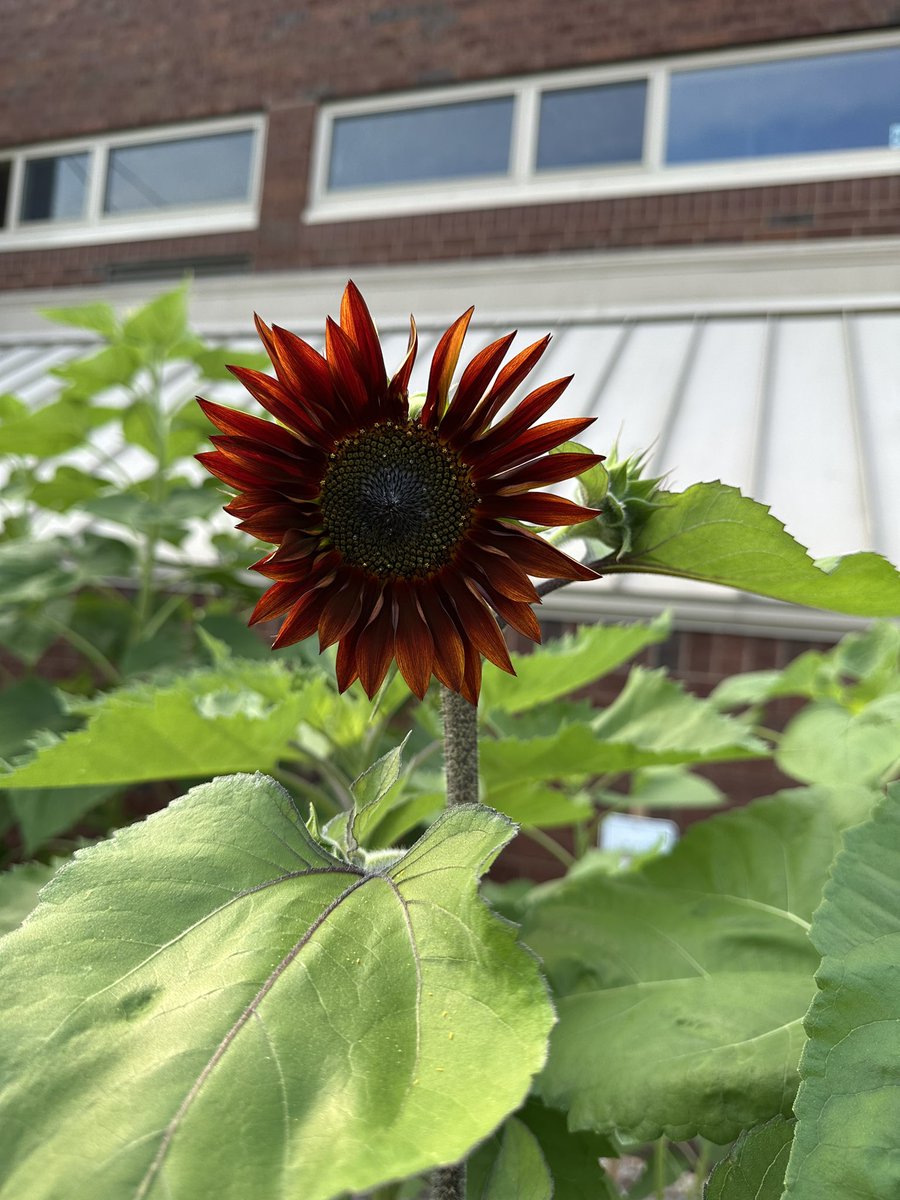 JC Solmonese Elementary tweet media