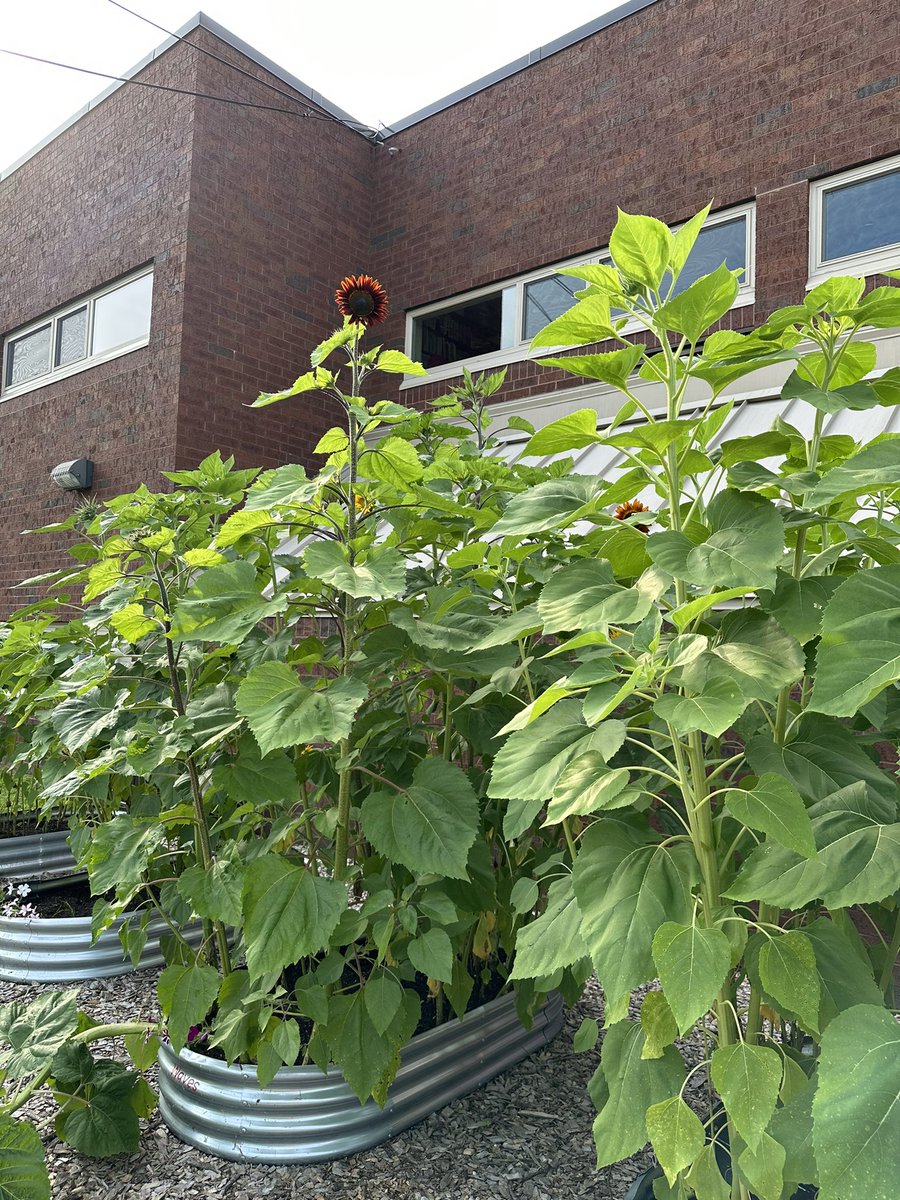 JC Solmonese Elementary tweet media