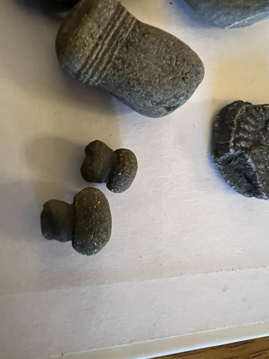 Todays amazing finds #fossilhunting #lymeregis