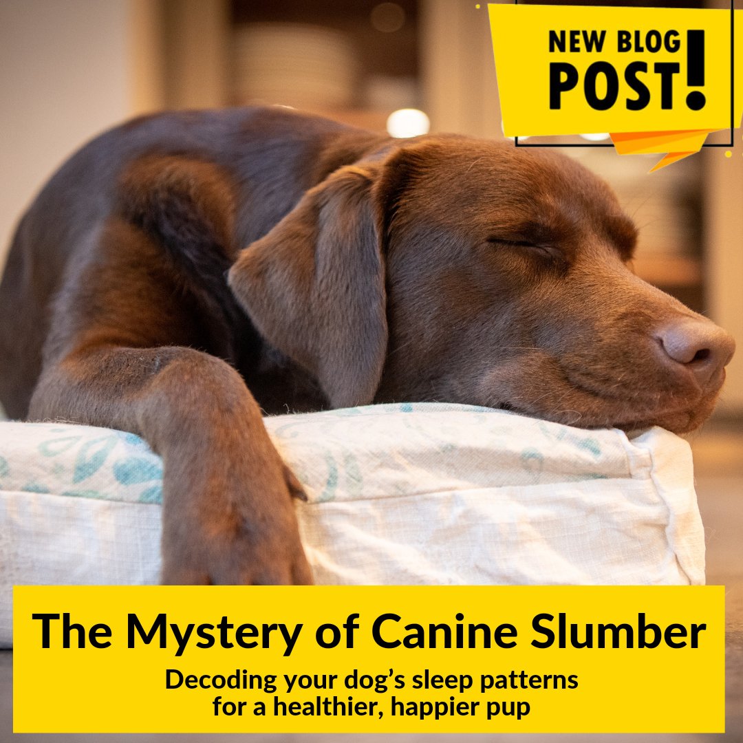 Ever wondered what goes on in your dog's mind during sleep? 🐶✨ Uncover the secrets of canine slumber in our latest blog post! dog-eh.com/blogs/dog-eh-b… #dogslumber #canineslumber #dogblog #dogblogpost #healthierhappierdogs #loveyourdog #dogeh #dogehblog