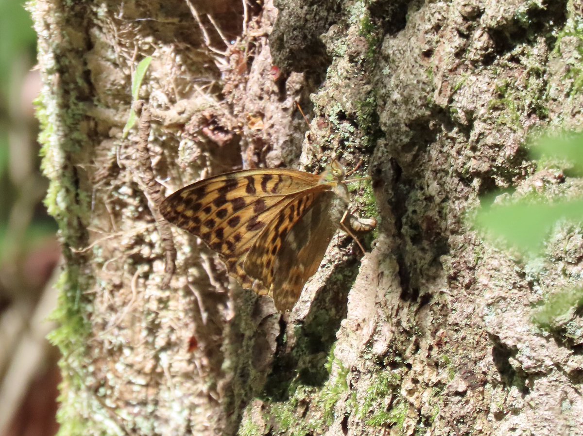RHbury's tweet photo. Ovipositing Silver-washed Fritillary at Kington today. https://t.co/mHKr1RXG3r