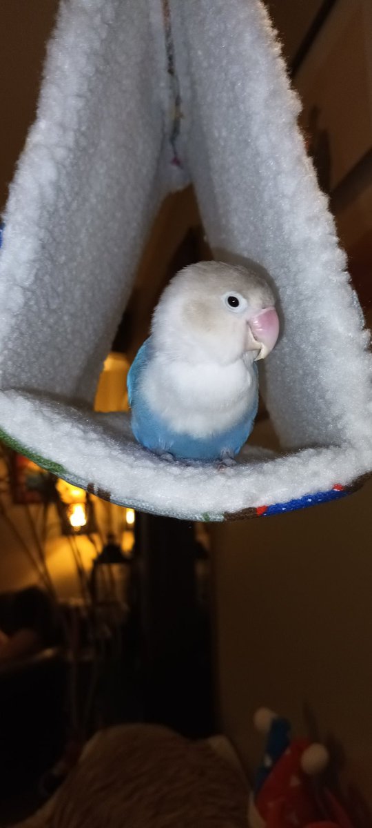 SwissTatjana's tweet photo. I knew when I rescued her and that little can opener on her pretty face a couple of days ago that she was bad news. ππͺ½
#KillerParrot
#SFVioletAgapornis https://t.co/MoZyyAvasX