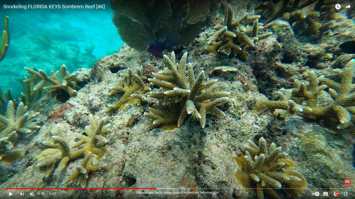 Sand GravityAdventures showed in a video #Acropora Colonies alive before the recent #Coral Bleaching 100% Dead even in the nurseries #FloridaKeys Restoration efforts have failed by breaking colonies of vulnerable species to #ClimateChange facing a crisis due to cumulative stress