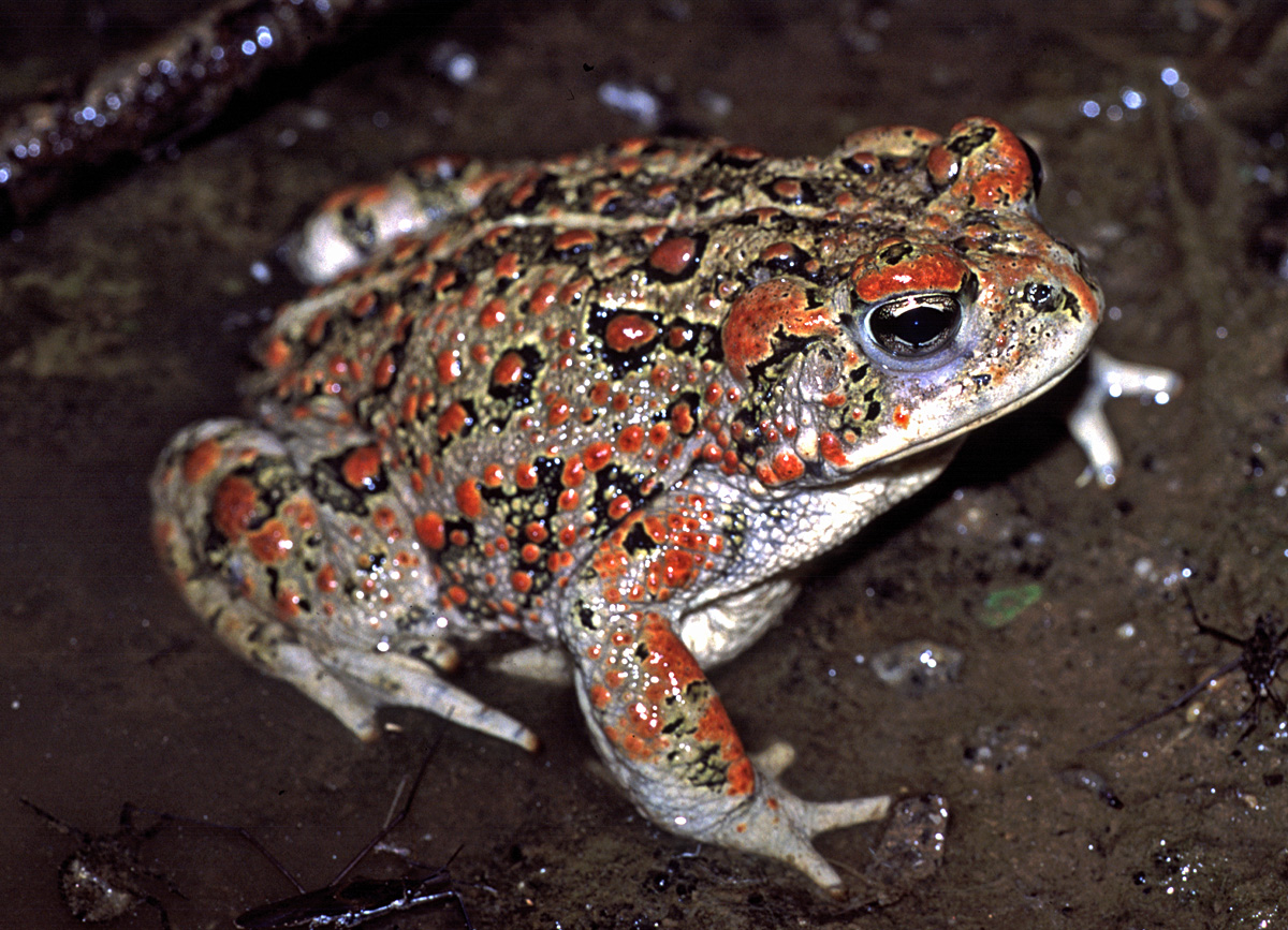 Boreal #toads are a state-listed #Endangered species in CO & NM. They tend to be susceptible to infection by chytrid (pronounced kit-rid) fungus, & some of their populations have suffered high mortality. More about #chytrid & prevention:
arcprotects.org/increasing-the…
📷: C. Brown/USGS