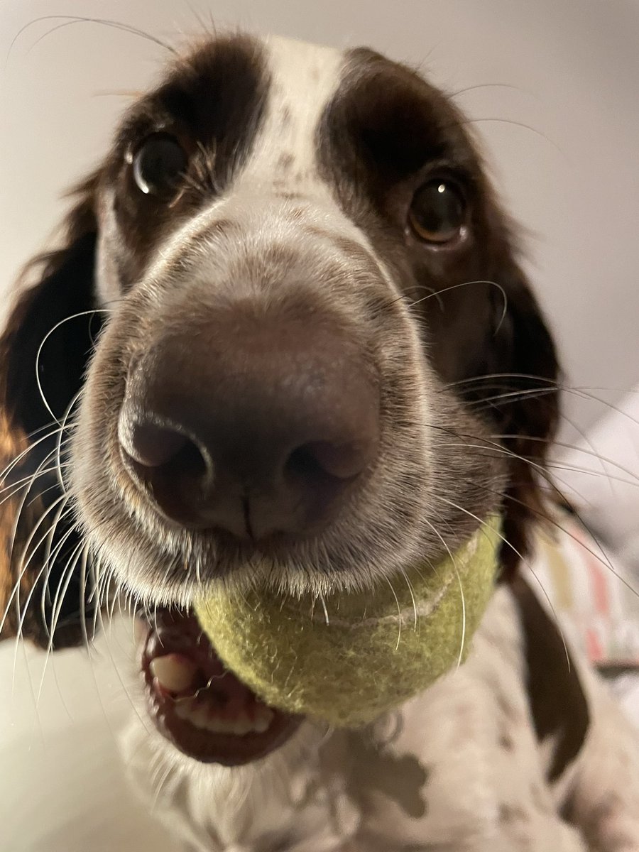 The face of a dog that told fibs to his humans and got two teas tonight