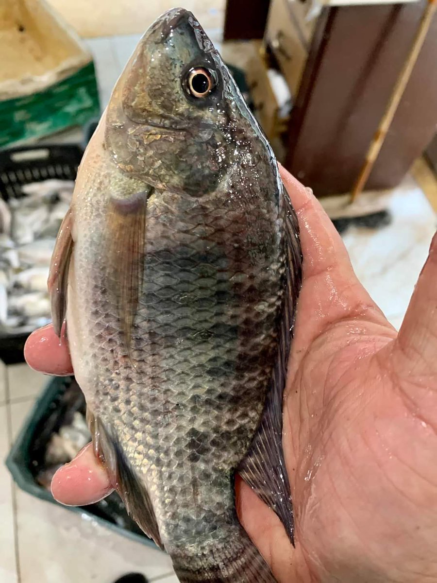 aquageimprove's tweet photo. A #fish for #rich and A #fish for #poor.  The fear is that there is no fish for poor but fish  for the rich.
The #per_capita is not impacted by the #availability of fish  for consumption but impacted by #purchasing_power.
We need to move from #availability  into #affordability. https://t.co/5l2R0j9TDD