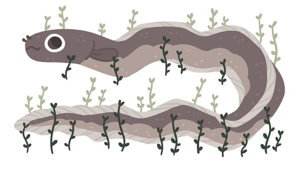 It's me. An eel (for my profile and web logo) 🥭