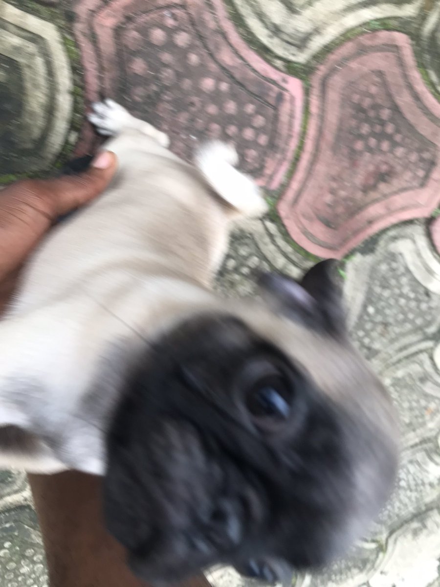 k3nnyhtp's tweet image. Almost missed it,  baby boys got their first day outside and it’s looking great for them🐶