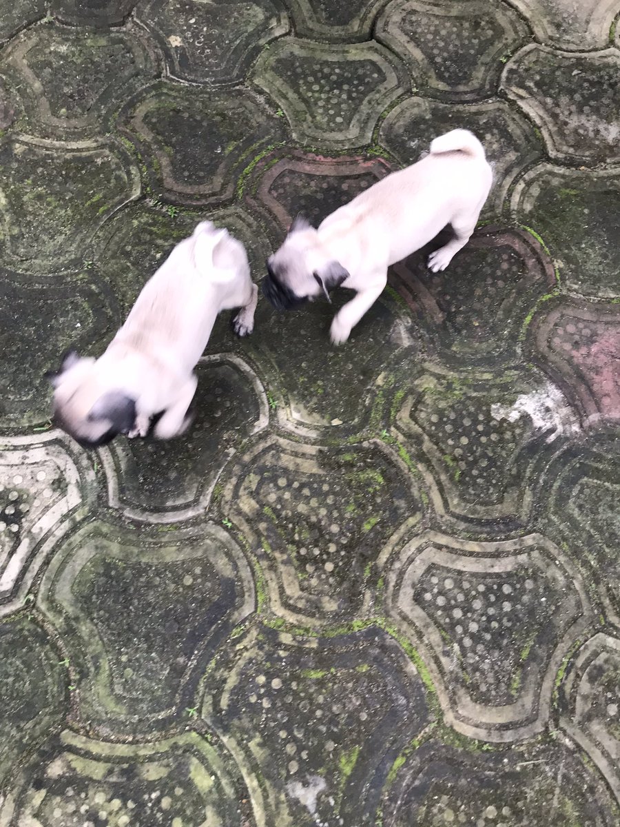 k3nnyhtp's tweet image. Almost missed it,  baby boys got their first day outside and it’s looking great for them🐶