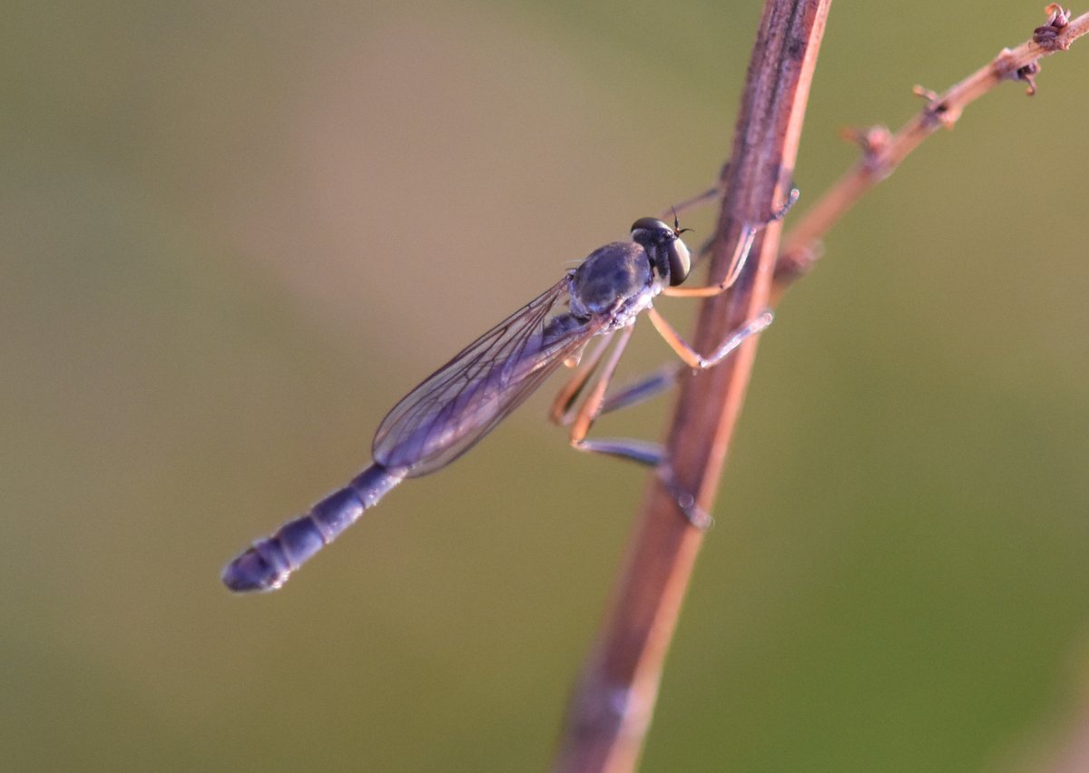 Baldbirder1's tweet image. Leptogaster cylindrica, a #Robberfly (Asilidae) at #QueendownWarren @KentWildlife - new for me and a worrying indication of quite where my life is heading... A fun wee beastie!