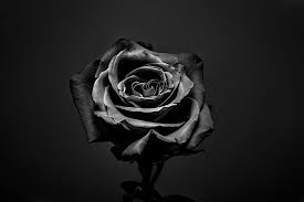 s_unravel's tweet photo. Quand tu te souviendras
Il sera trop tard
Loin de toi
Mais toujours dans le noir
De nous il ne restera
Au mieux que notre mémoire
Distante et effacée
La mort de notre sublime,
Nous qui nous croyions infinis.
©moi
#poetry #todayIwrite https://t.co/5nRYhjt61i