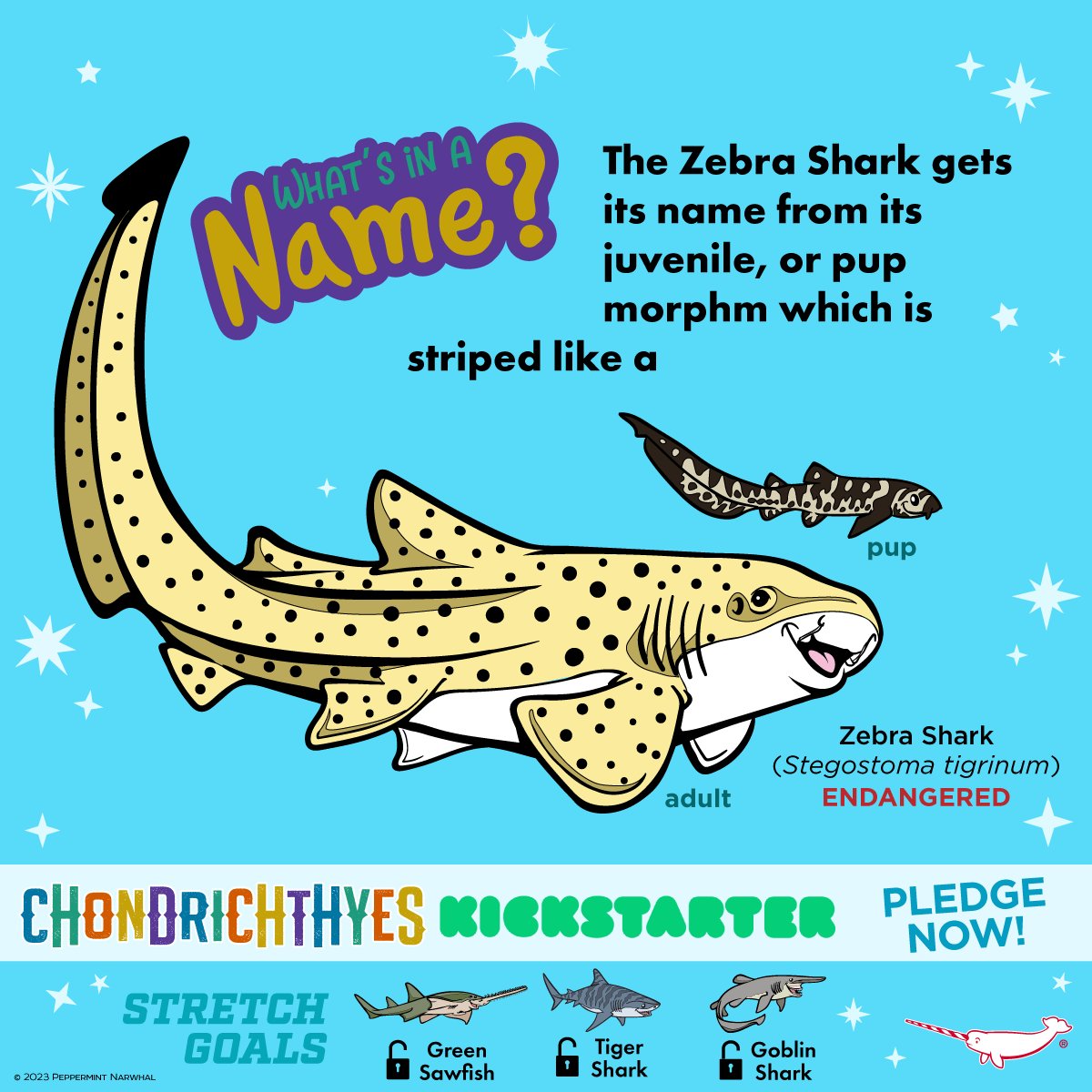 PepomintNarwhal's tweet image. #WhatsInAName #ZebraShark

4 Days Left!  #Chondrichthye #Kickstarter
Pledge Now - rb.gy/pc255
#Shark #Ray #Chimaera #EnamelPins + add-on #Ornaments 

Shop #PeppermintNarwhal peppermintnarwhal.com