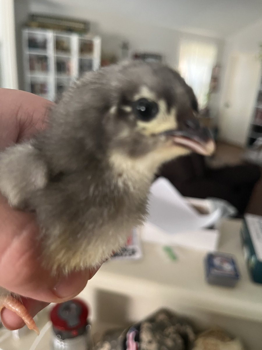 HaroldHeralding's tweet photo. @kuralione we have acquired new birbs https://t.co/y5ZpdohrFE