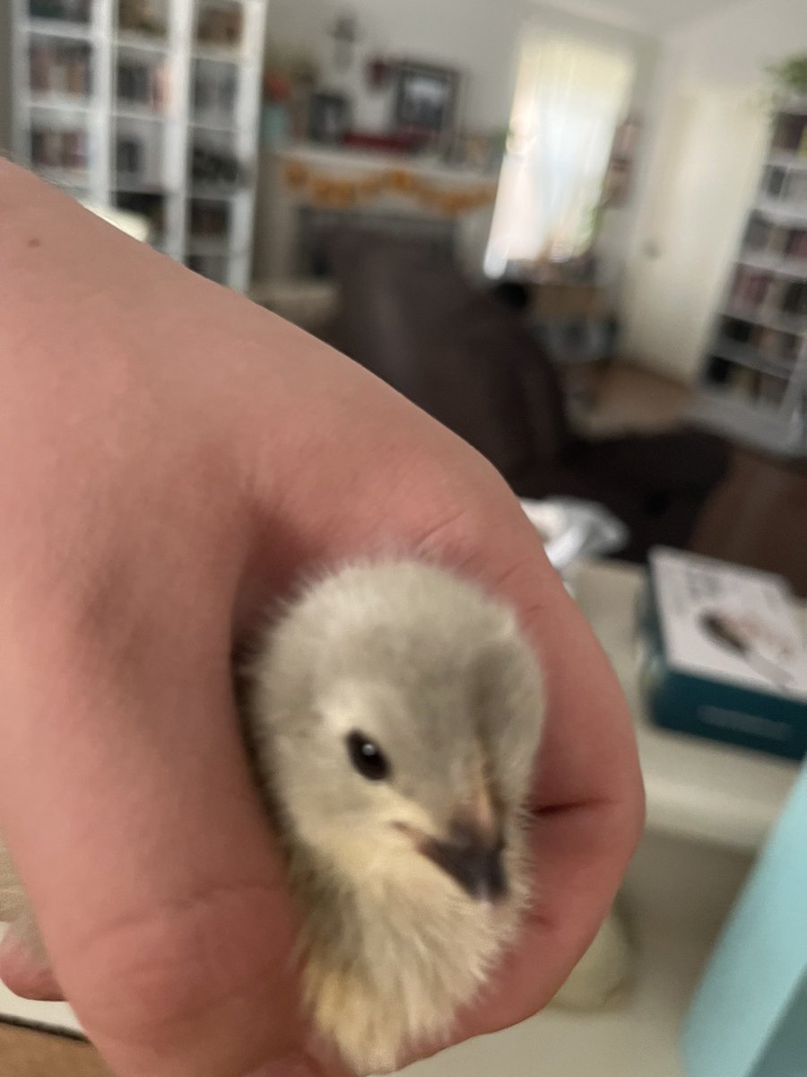 HaroldHeralding's tweet photo. @kuralione we have acquired new birbs https://t.co/y5ZpdohrFE