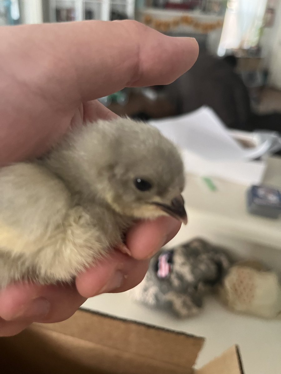 HaroldHeralding's tweet photo. @kuralione we have acquired new birbs https://t.co/y5ZpdohrFE