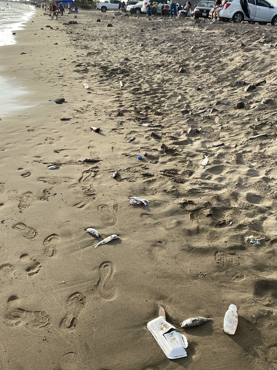 AndreaSal26's tweet photo. Que perro asco 🤢🤮🤮recojan su basura si vienen al El Maviri @OutMochis Porfavor compartan así es como se ve nuestra playa, da pena la neta, no nos cuesta nada tirar la basura en su lugar ‼️‼️ https://t.co/nc3VeXCieK