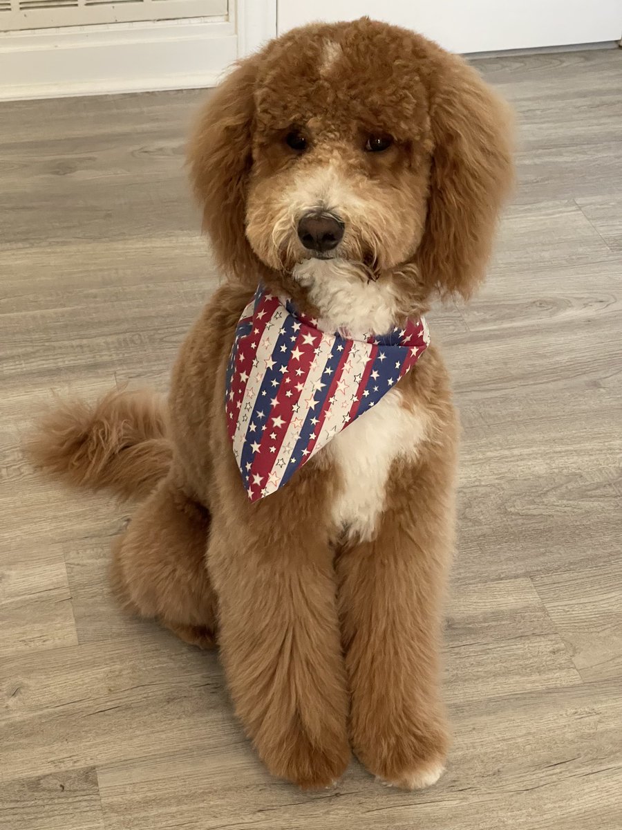 Noni2KK's tweet photo. @PlanetTyrus I have to tell you that my puppy, Tucker Tyrus, watches you on Gutfeld!  We love it when you are on there! https://t.co/jnvrrVSDAr