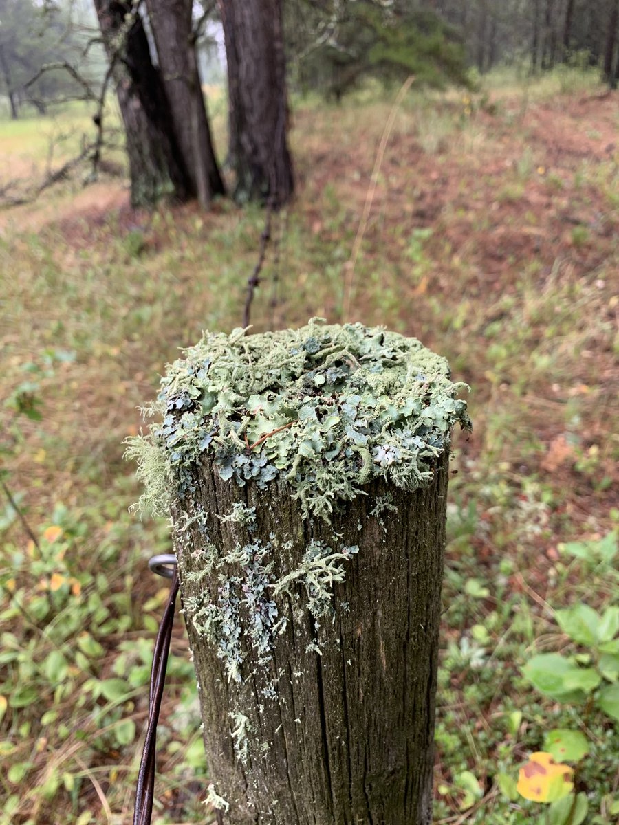 Holding the line ……
#BarbwireandPosts #ranchlife