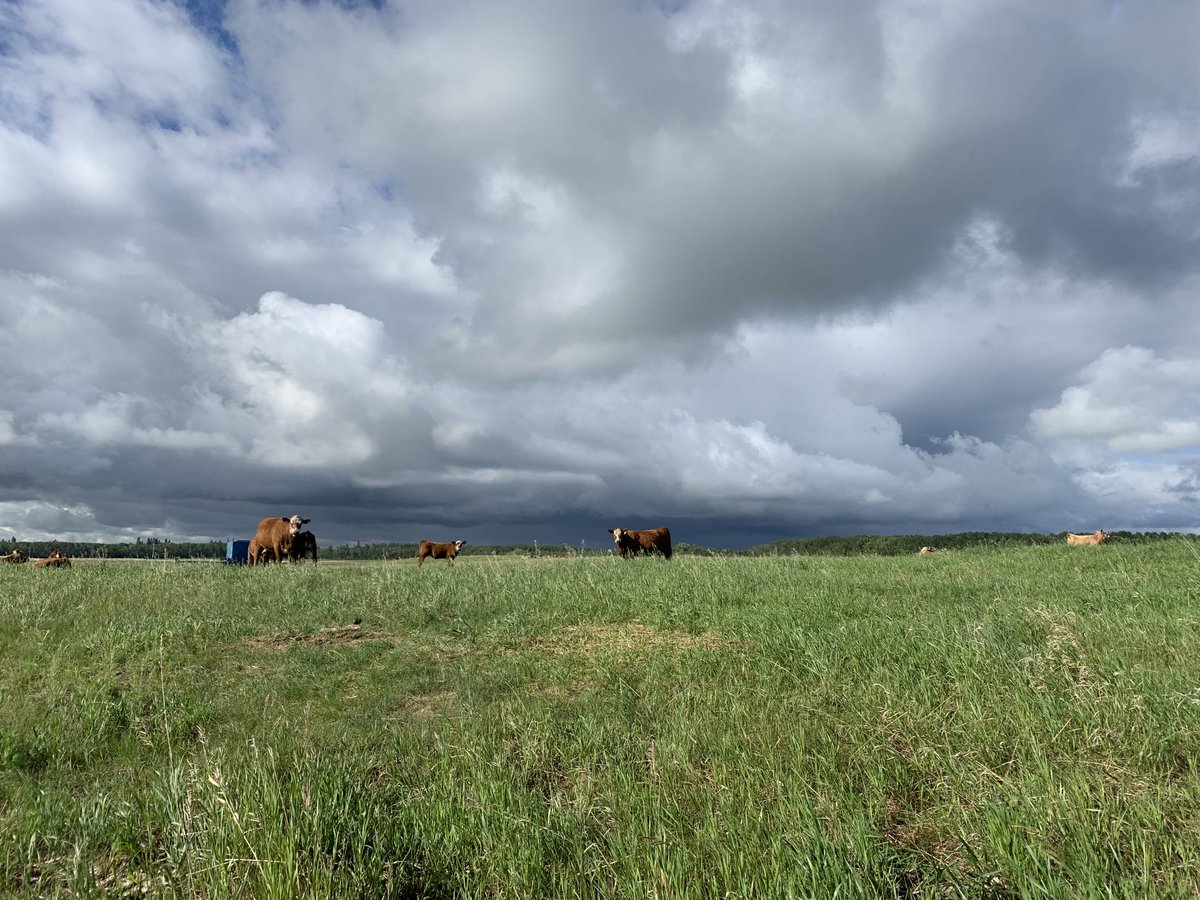 Mom, There’s cows …….. on the horizon 
#Ranchlife