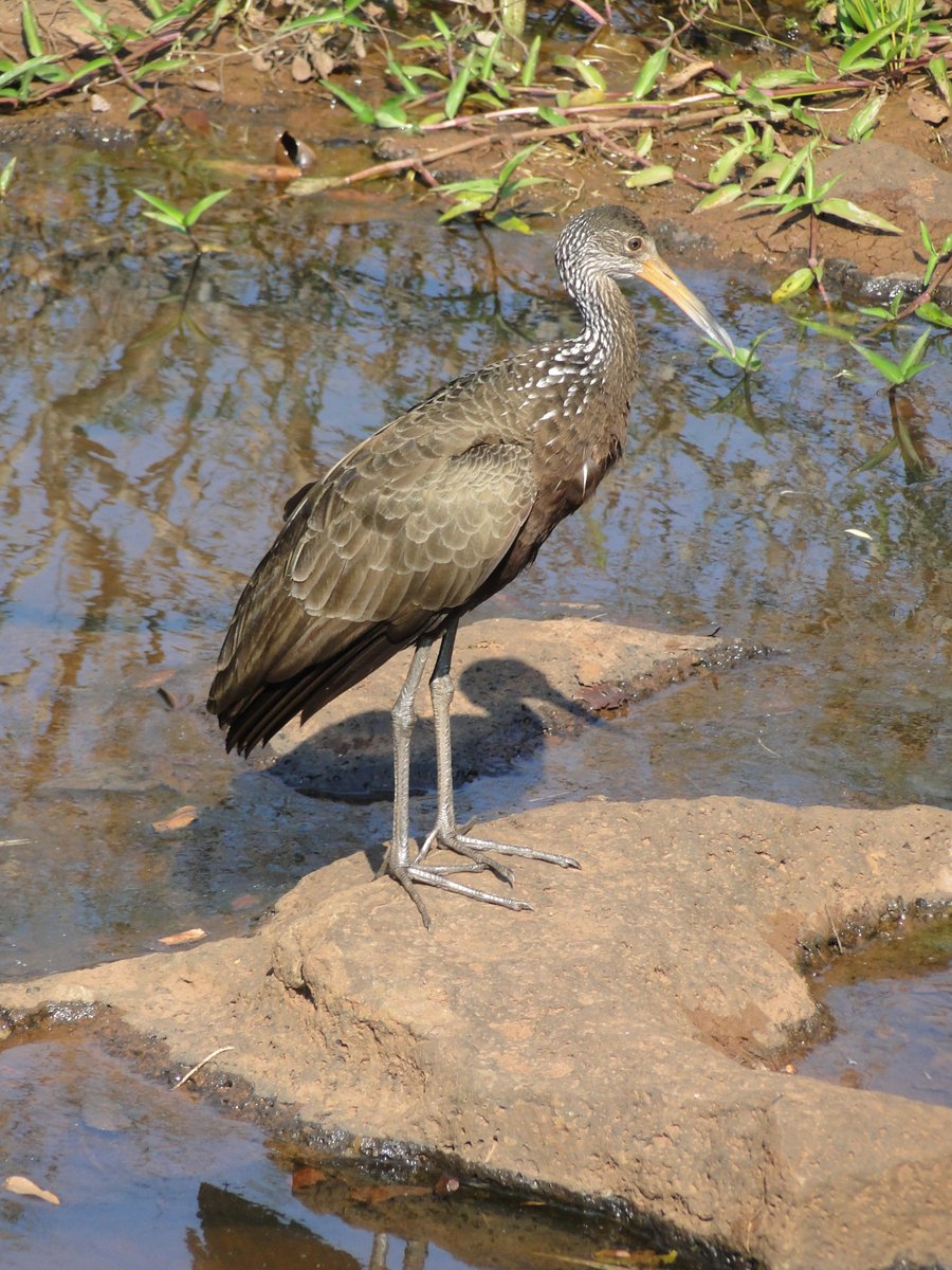 AleJGatto's tweet photo. Carao (Aramus guarauna) en el sendero de la garganta del diablo de las cataratas del Parque Nacional Iguazú, Argentina. Foto propia https://t.co/6ceuOMo5Y2