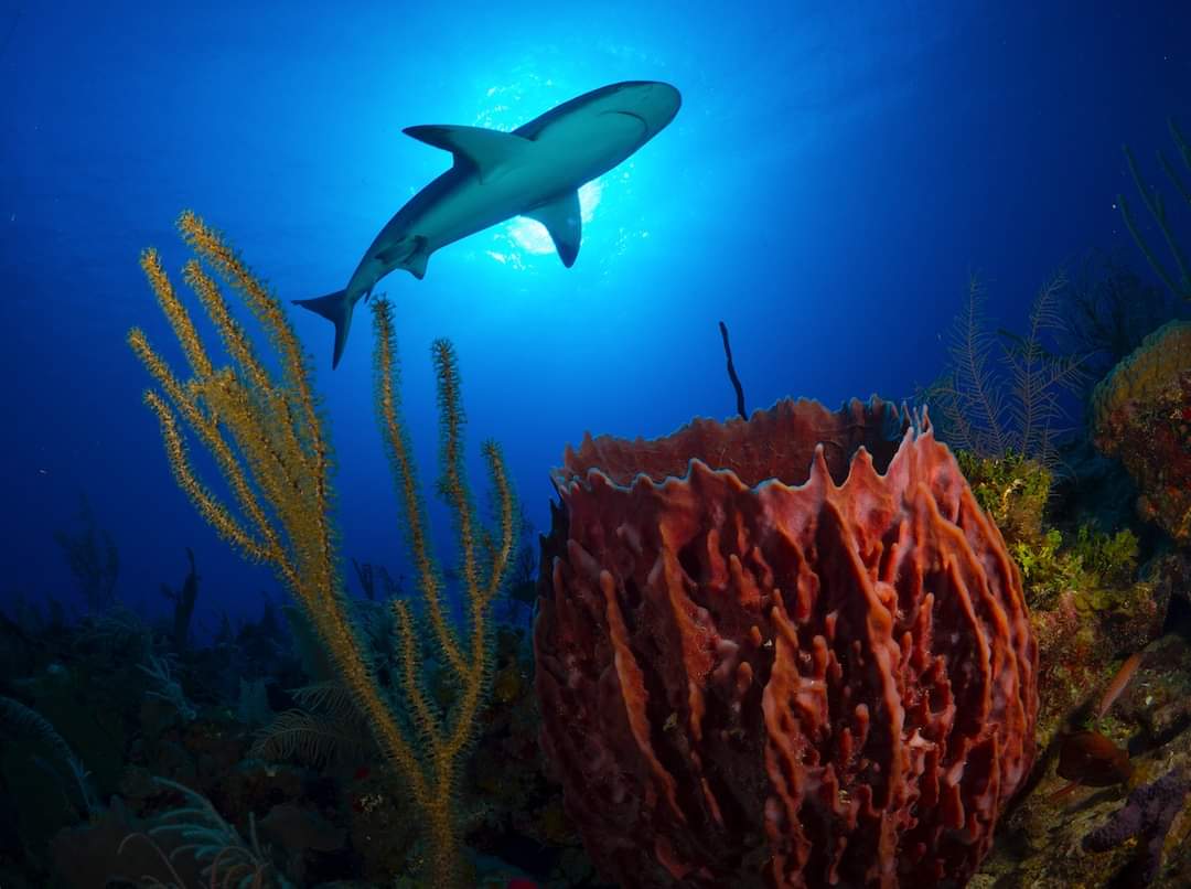 Miguel Díaz-Canel Bermúdez tweet media