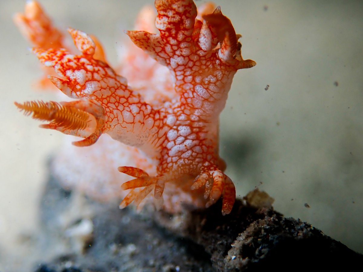 WK_Tang's tweet photo. Torch 🔦
#Bornella #stellifer #Nudibranch
#Underwater #Animal #Wildlife #Photography #NatGeoYourShot #Olympus #TG5 #UnderwaterPhoto
#Photogroffee https://t.co/ggBujhcj7f