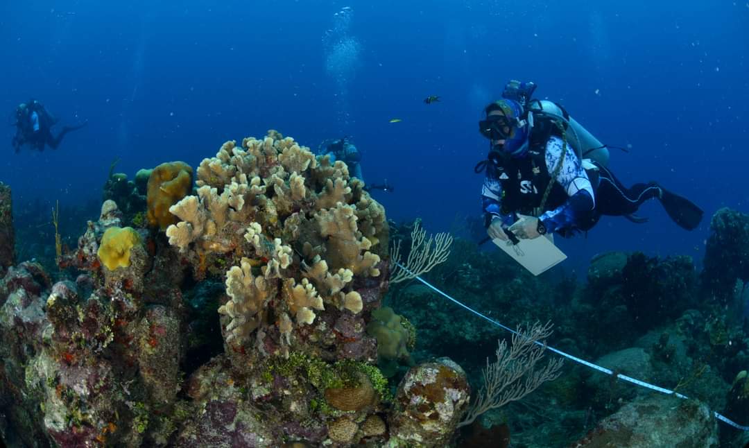 DiazCanelB's tweet photo. Preocupa a los expertos el efecto de la elevación de la temperatura del mar que provoca mortalidad en los corales y la cantidad de desechos plásticos que contaminan nuestro mar. 

Invito a todos a seguir esta expedición única que traerá resultados novedosos para Cuba. #BojeoACuba https://t.co/fpCkZuz2Uf